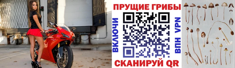 Галлюциногенные грибы Psilocybine cubensis  Томск 